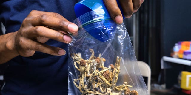 A vendor bags psilocybin mushrooms at a cannabis marketplace on May 24, 2019, in Los Angeles. Oregon's pioneering experiment with legalized magic mushrooms has received its state licenses. Anticipation has been building for residents who have been wanting to take the psilocybin mushrooms.