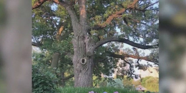 Bur oak in Chicago