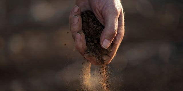 Farmer Barry Evans drops dusty soil from a cotton crop he shredded and planted over with wheat, Oct. 3, 2022, in Kress, Texas.