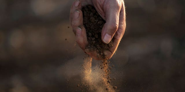 Farmer Barry Evans drops dusty soil from a cotton crop he shredded and planted over with wheat, Oct. 3, 2022, in Kress, Texas.