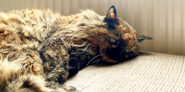 This cat, nearly 32 years old, has a shot at being the oldest feline in the world