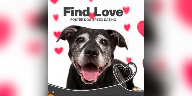 The Best Friends Animal Society in Los Angeles is hoping that its "Foster Dog Speed Dating" event will help pups find their forever homes.