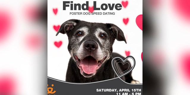 dog speed dating event poster