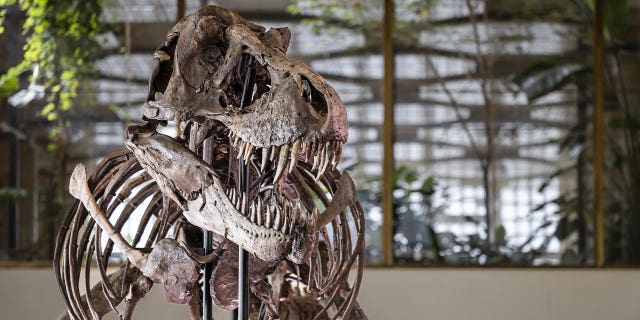 The skeleton of Tyrannosaurus rex named Trinity is seen at the Tonhalle Zurich concert hall on March 29, 2023, in Switzerland. The skeleton will go up for auction in Zurich.