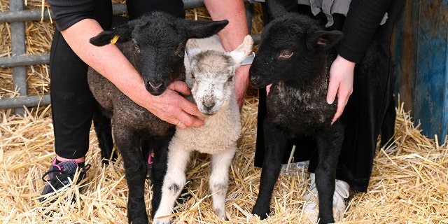 Dawson recently adopted three lambs from a local farmer who could no longer care for the baby lambs.