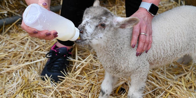 The lambs are fed powdered milk and warm water to help them grow stronger.