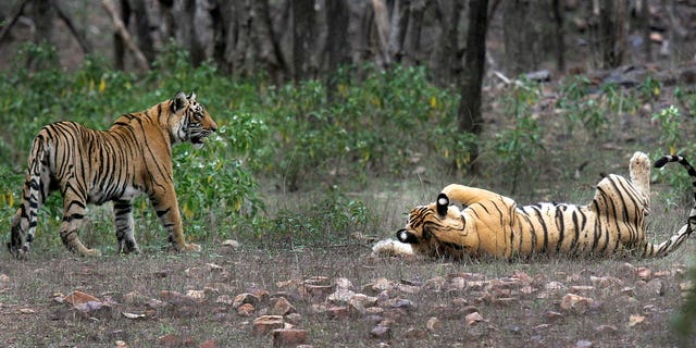 Tigers are seen at a national park in India on April 12, 2015. India’s prime minister announced that the country’s low tiger population is steadily inclining.