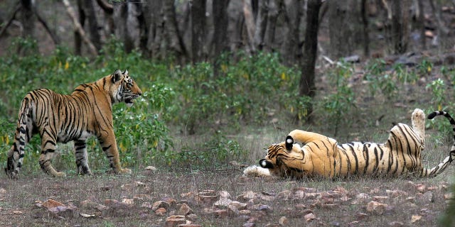 Los grupos indígenas de la India supuestamente fueron expulsados para salvar a la población de tigres del país. 4 Se ven tigres en un parque nacional en India el 12 de abril de 2015. El Primer Ministro de India ha anunciado que la cantidad de tigres en el país está disminuyendo constantemente.