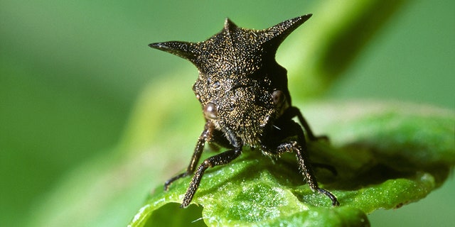 horned treehopper