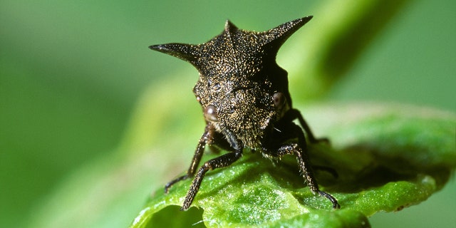 horned treehopper