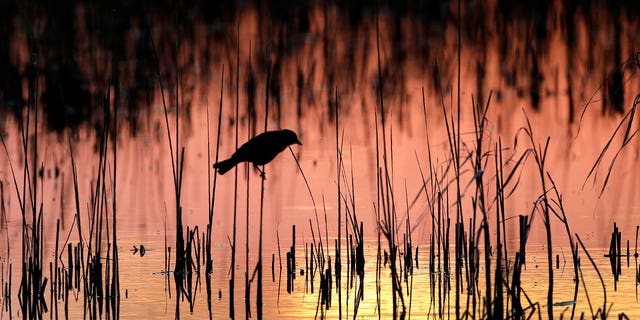 A bird perches in a wetland on June 20, 2019, near Menoken, North Dakota. A federal judge on April 12, 2023, temporarily blocked a federal rule in 24 states intended to protect thousands of waterways.