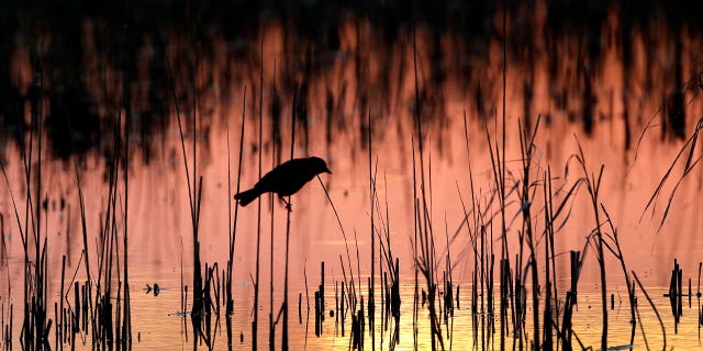 A bird perches in a wetland on June 20, 2019, near Menoken, North Dakota. A federal judge on April 12, 2023, temporarily blocked a federal rule in 24 states intended to protect thousands of waterways.