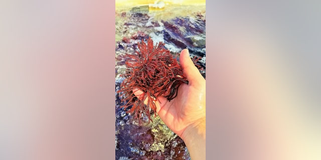 "Seaweed, also known as macroalgae, are marine plants that form the basis of the coastal marine ecosystem."