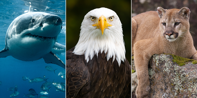 How much do you know about America's wildlife? Test yourself!