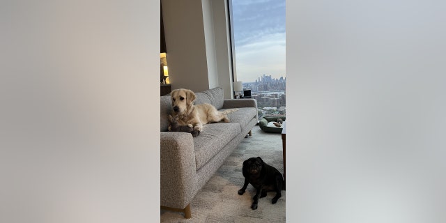 dogs new york new home