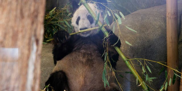 yayapanda2 - Chinese giant panda Ya Ya leaves Memphis Zoo after 20 years in the US