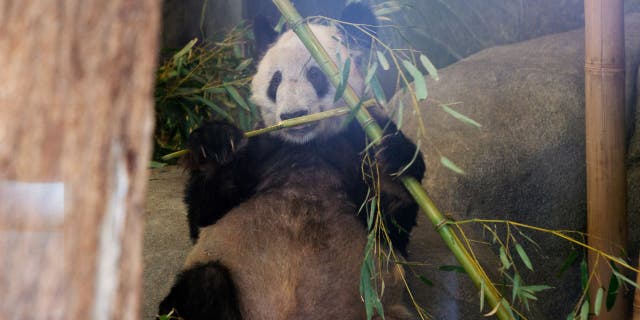 Ya Ya with bamboo stick