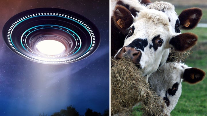 It’s not Silly Season yet, but crazy Americans blame classic cattle mutilation on … UFOs 👽