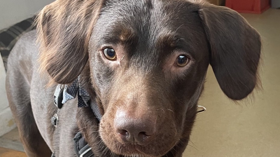 Alcoholic dog suffered ‘withdrawal’ after owner died, shelter claims: ‘A first for us’