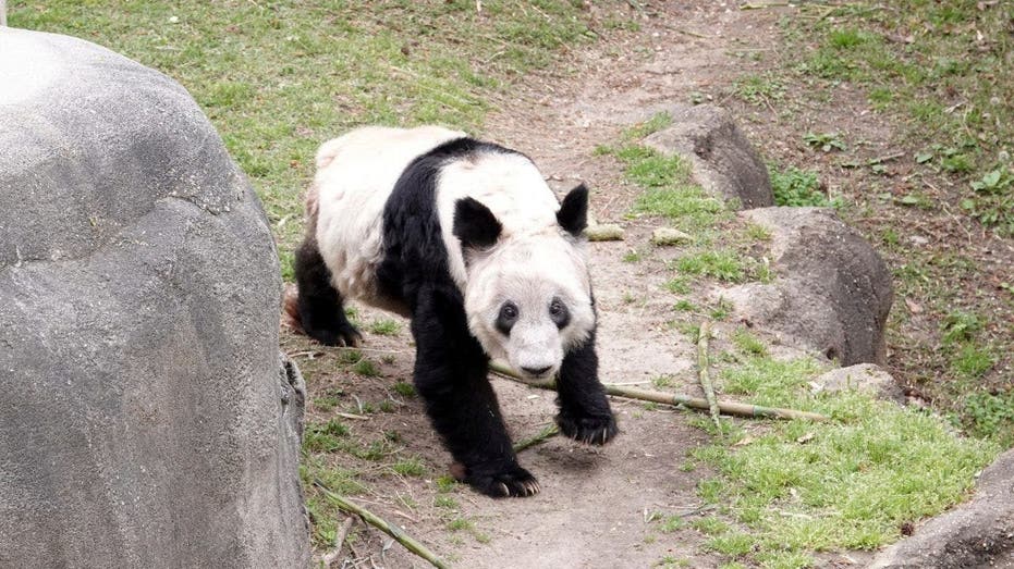 US and China unite in effort to rehabilitate Ya Ya the panda bear