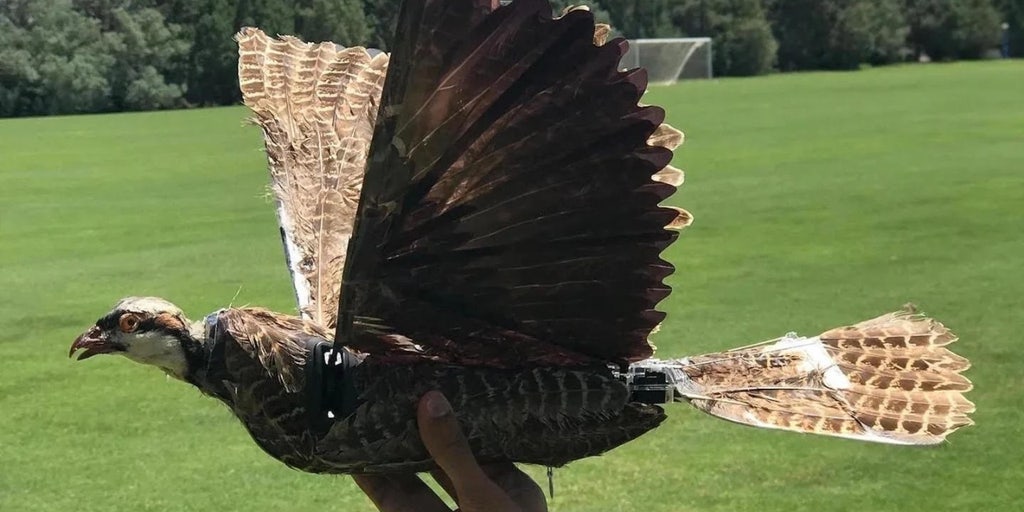Nature's Greatest Killing Machines: The Harpy Eagle