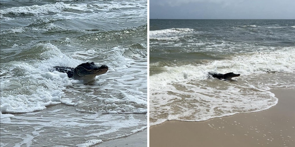 Alabama ocean-goers shocked by what emerged from the sea: Huge alligator washes ashore - Vimarsana News