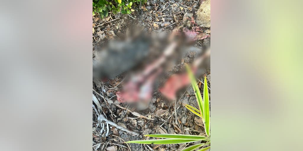Florida pro-life pregnancy center targeted with decapitated chicken, mutilated lamb in 'ritualistic attack' - Vimarsana News