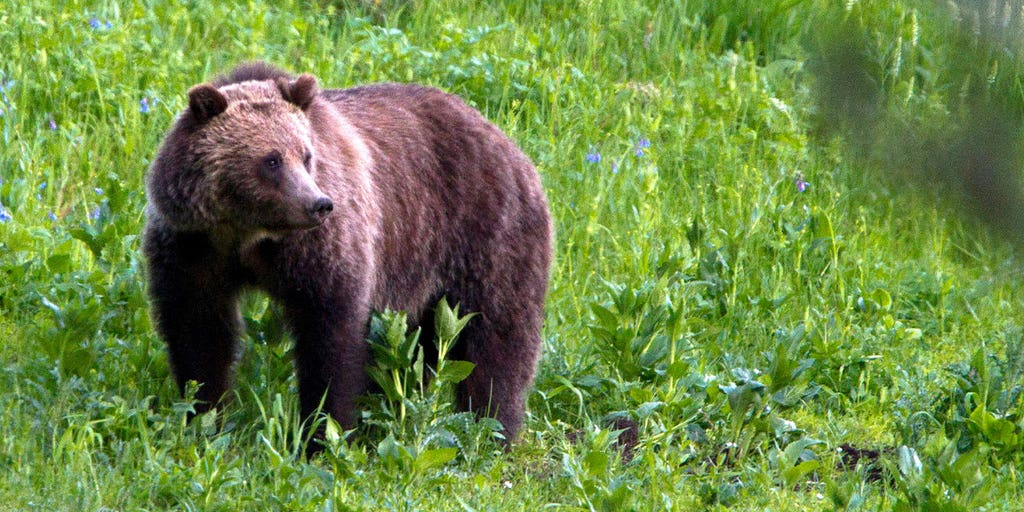 Federal appeals court in Denver rules agencies must limit the killing of grizzly bears in Wyoming - Vimarsana News