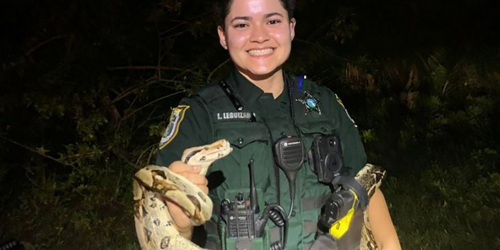 Florida deputy rescues escaped 6-foot boa constrictor on road - Vimarsana News