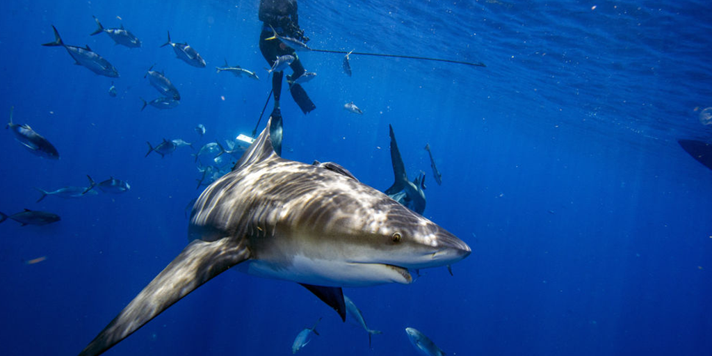 Shark bites leg off American tourist in Turks and Caicos: report - Vimarsana News