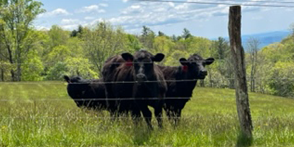 Herd of Cows aid North Carolina police pursuit, leading them 'directly' to suspect - Vimarsana News