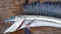 Lancetfish have gaping fanged jaws, enormous eyes, a sail-like fin and a long, slithery body.