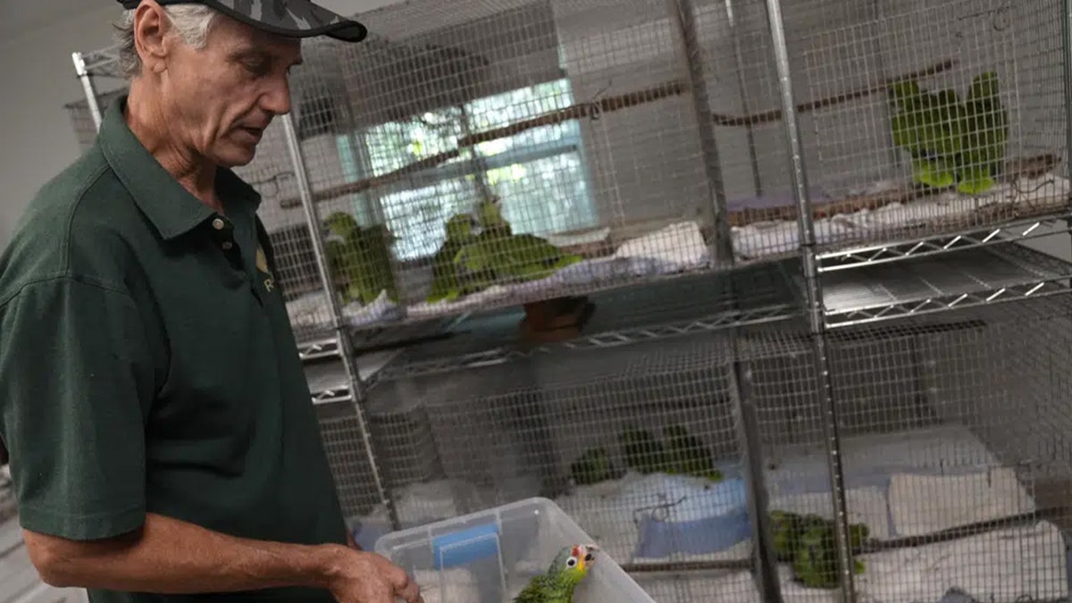 parrots being cared for