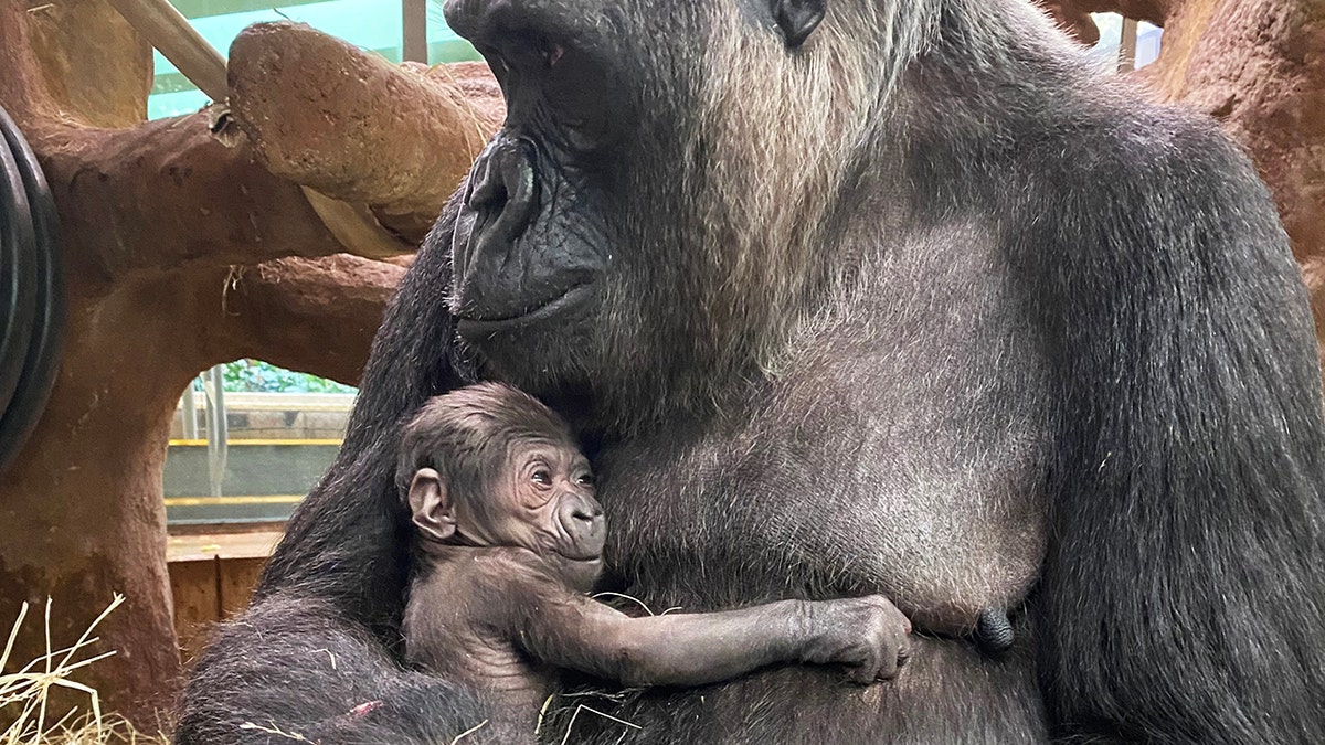 small gorilla and mother