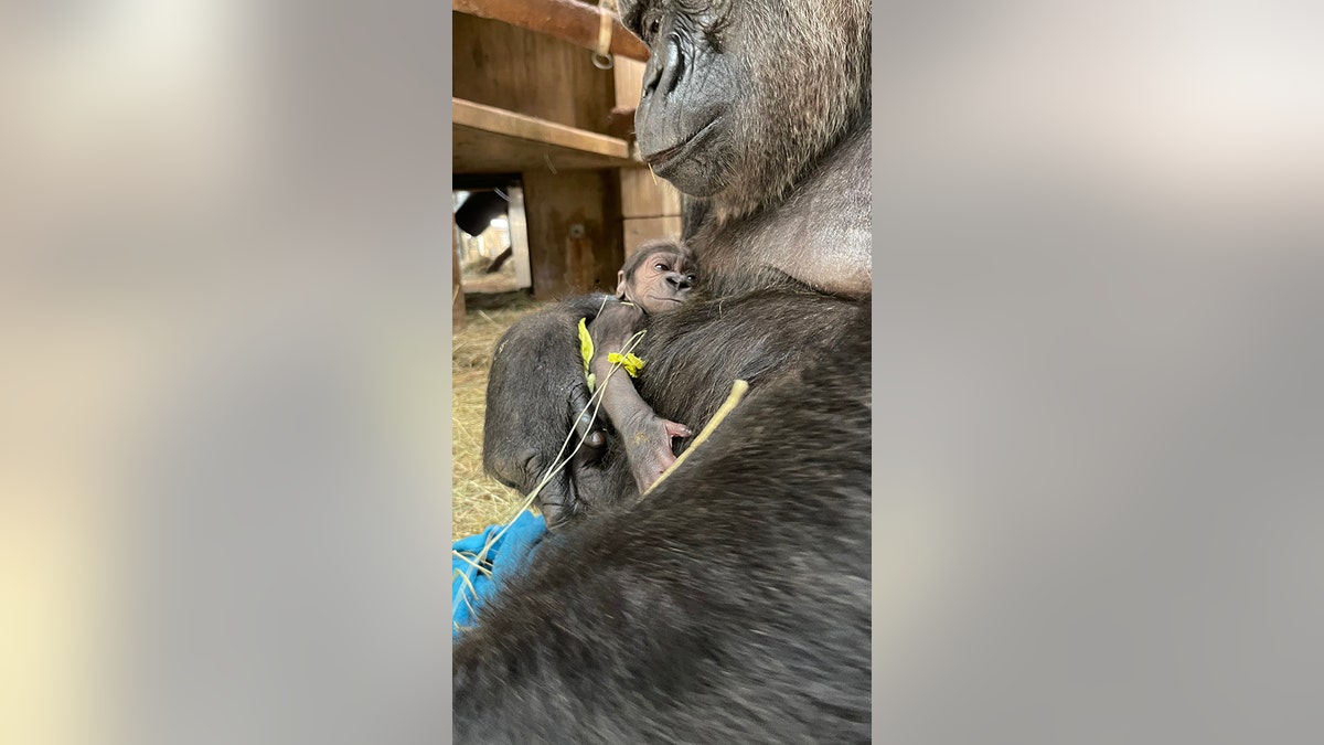 Gorilla being held