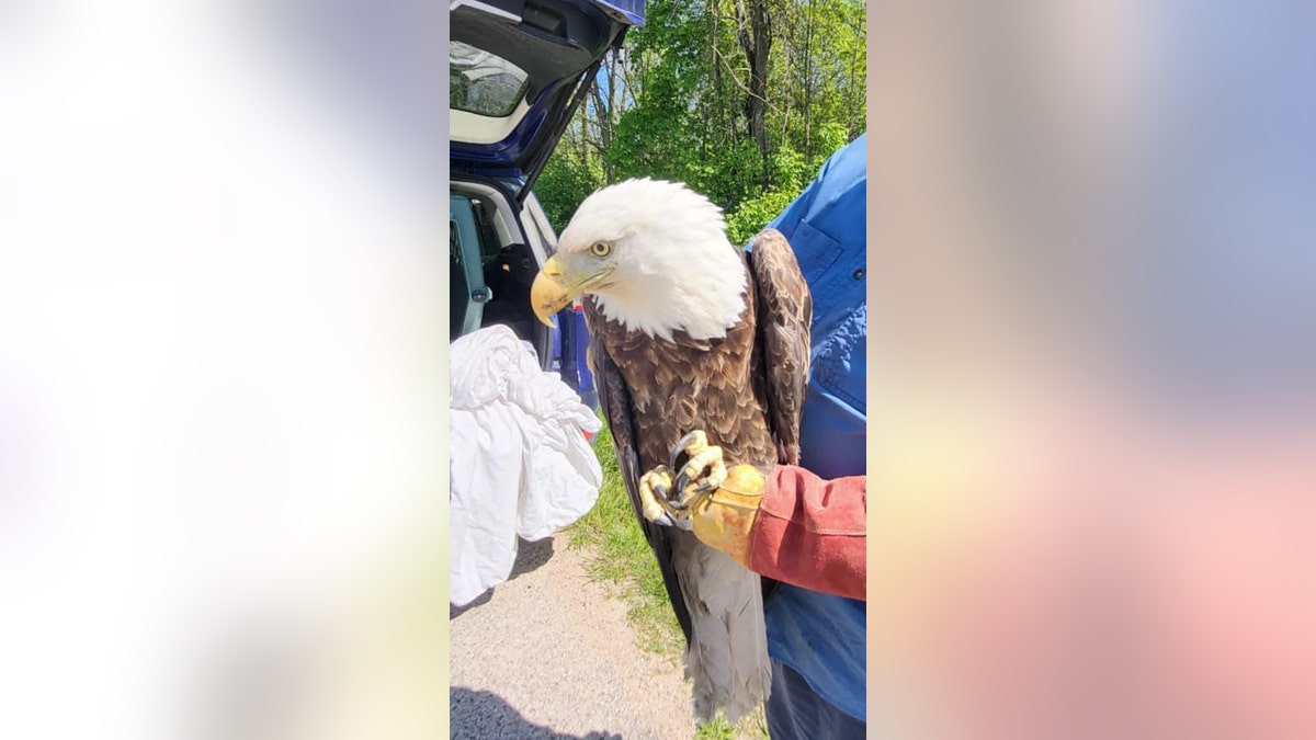 bald eagle in wisconsin