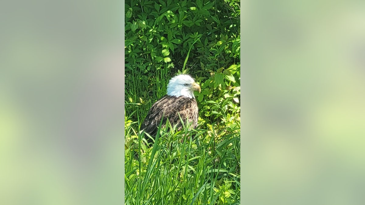 eagle in grass