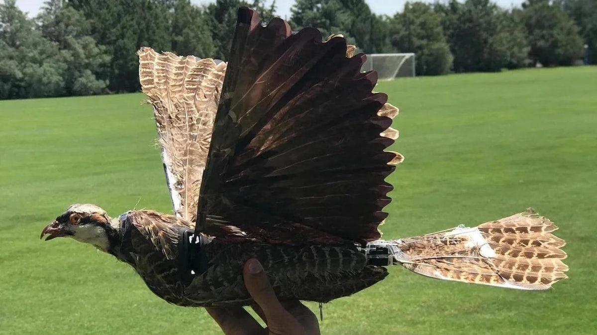 Bird Drones are difficult to detect