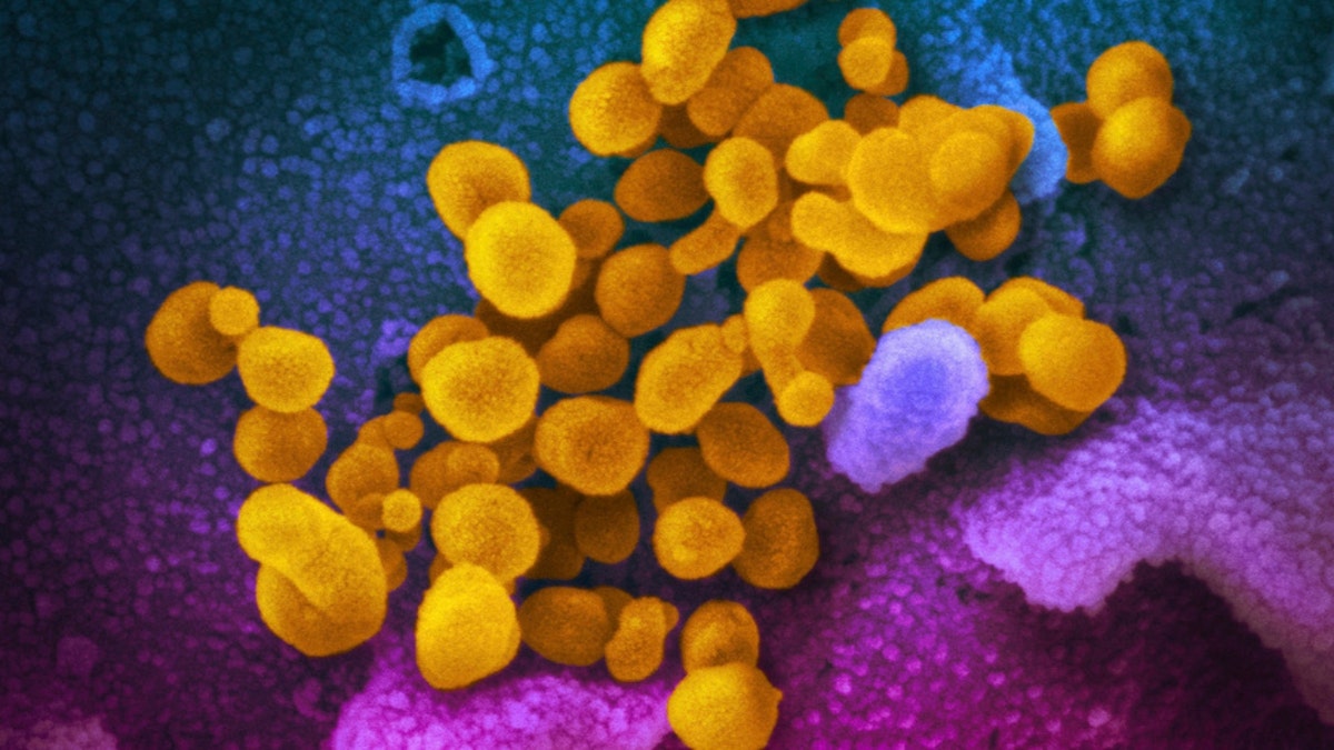 The Novel Coronavirus SARS-CoV-2