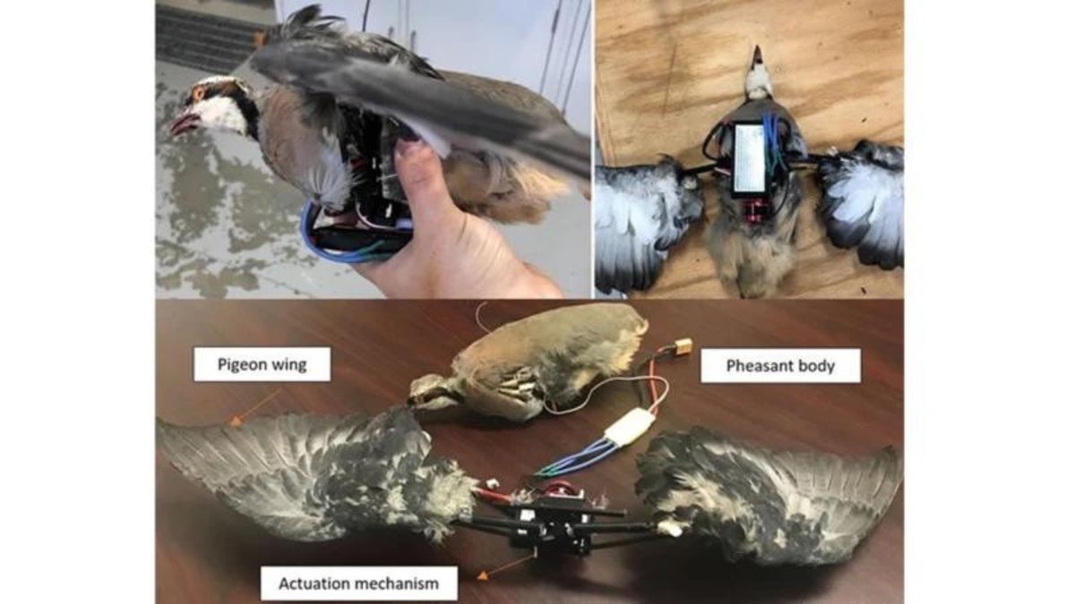 Drone birds are new technology to help spy in the sky