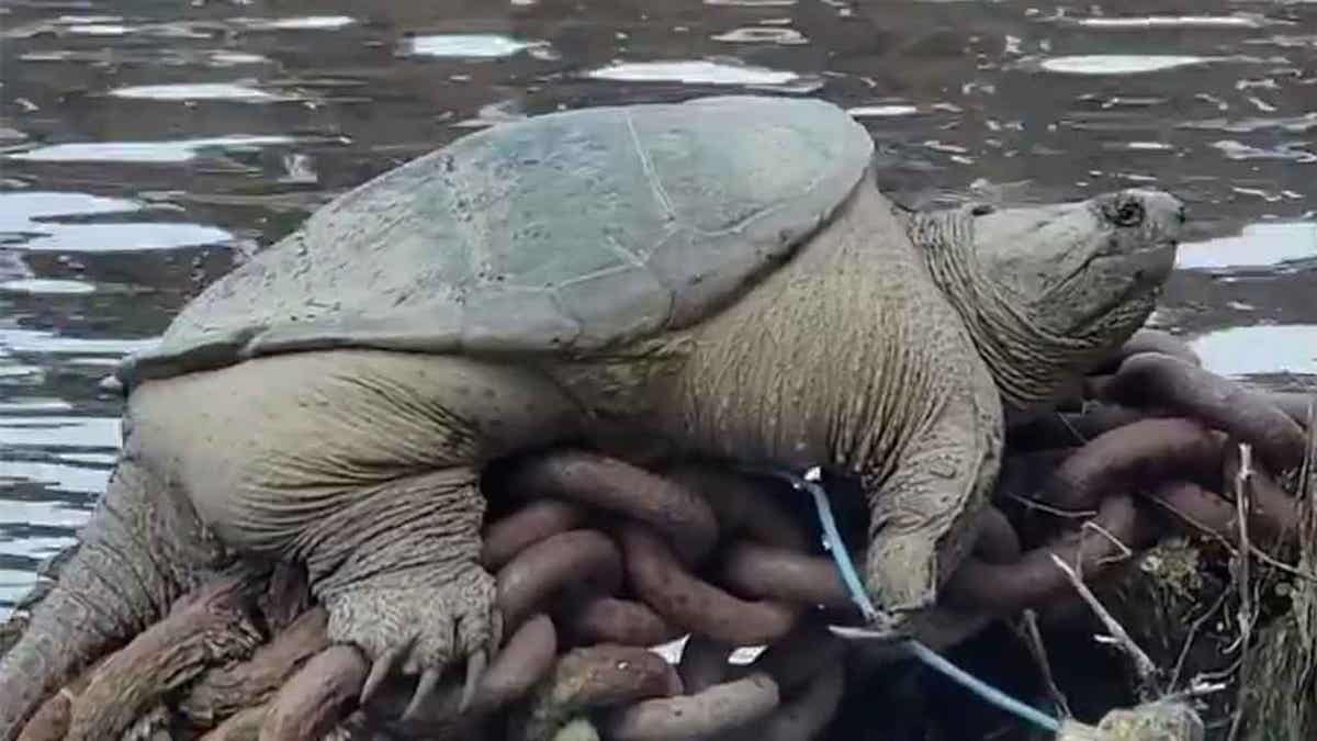 Chicago snapping turtle