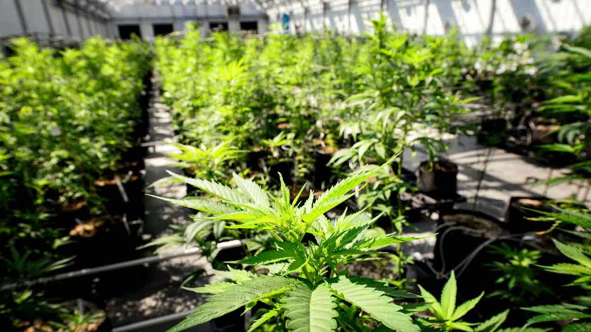Marijuana plants grow at a Minnesota Medical Solutions greenhouse