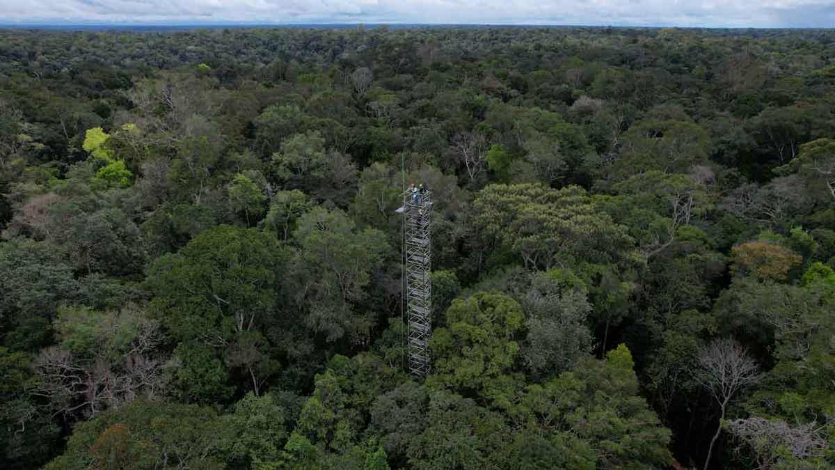 Brazil rainforest