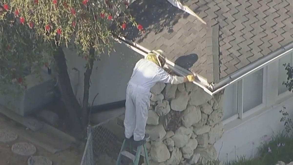 professional removing bees