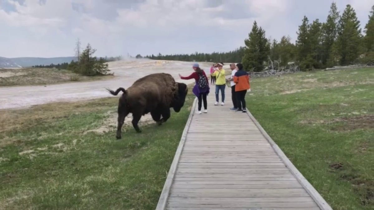 Tourists attempt to take selfies with a bison at Yellowstone National Park