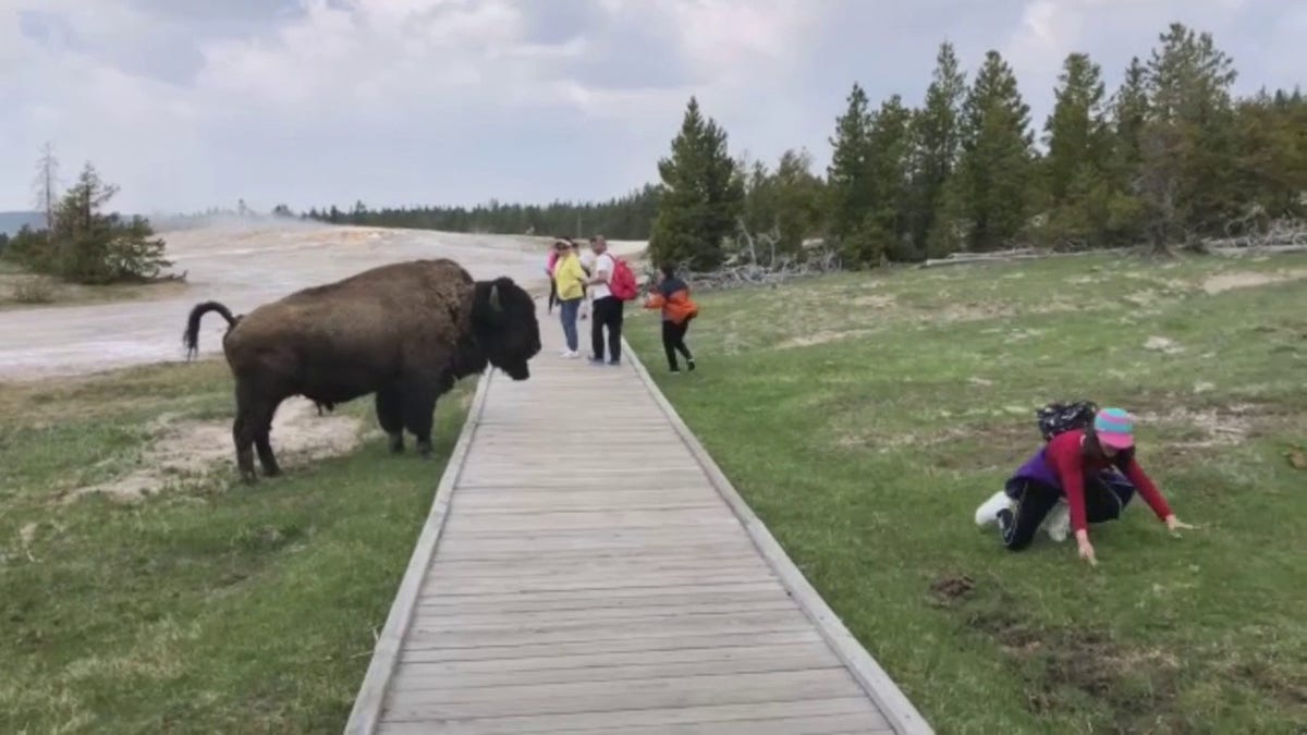 A tourist scrambles away from a bison after it lunged at her
