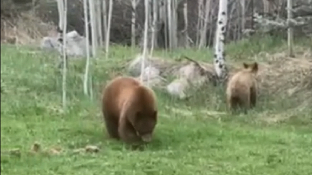 Bears roam Colorado home's yard