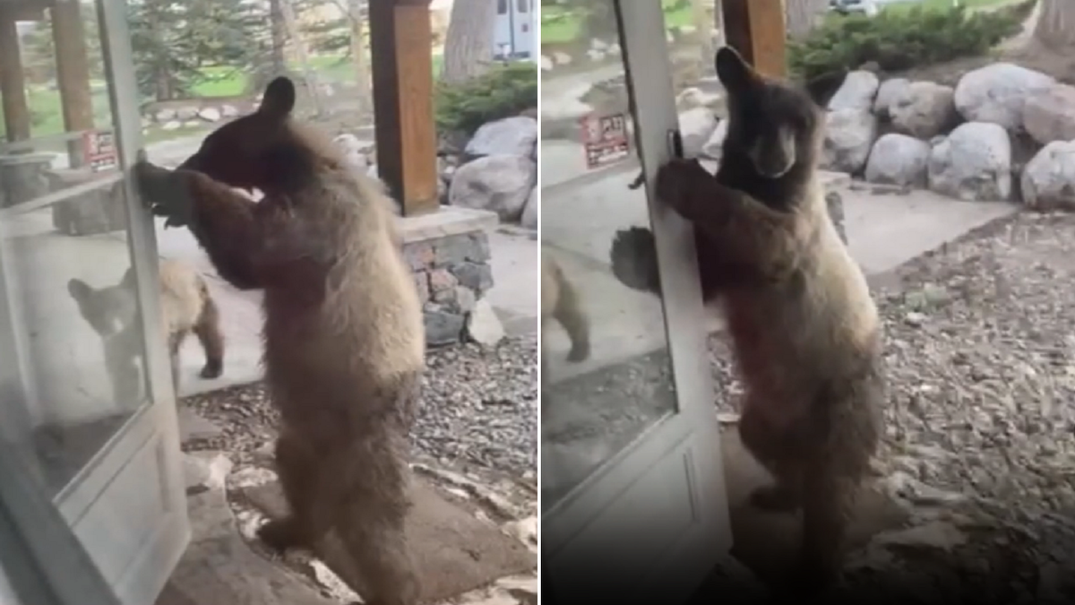 Bear opens door of Colorado home