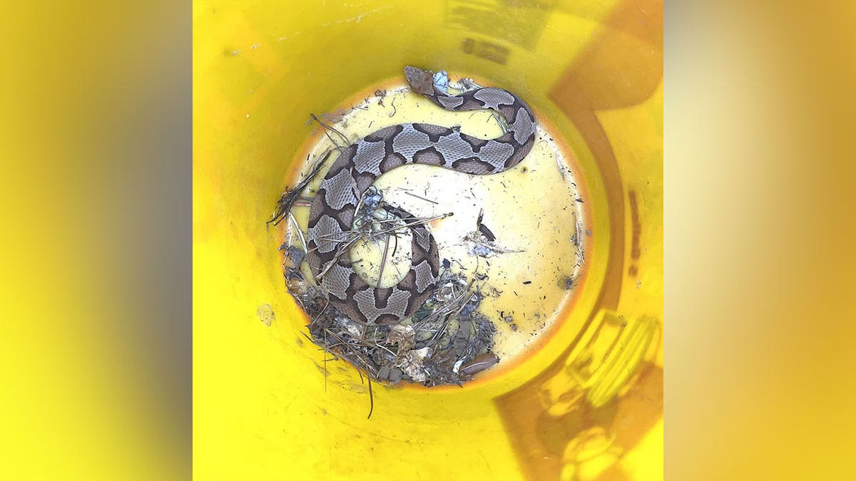 Copperhead in a bucket