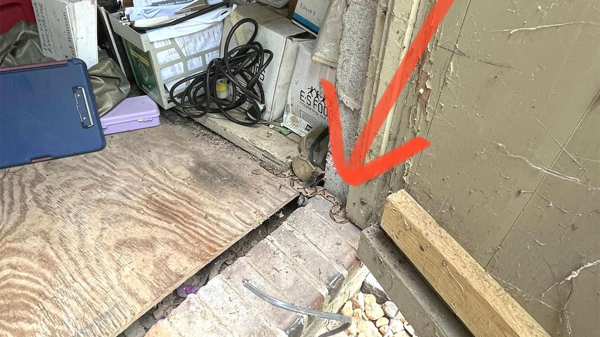 Copperhead near door